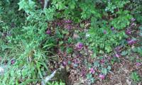 DSC08431.jpg