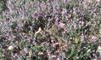 IMG12.jpg